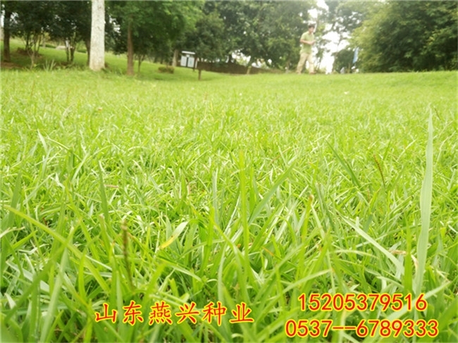 仁懷養(yǎng)雞種植什么牧草種子價(jià)格