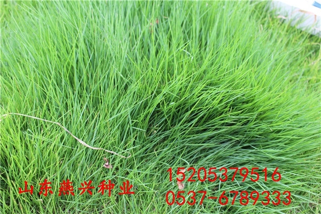 伊春養(yǎng)鵝種植什么牧草種子價(jià)格