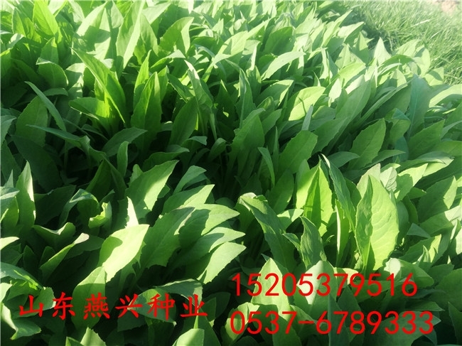 宜賓養(yǎng)牛種植什么牧草種子價(jià)格