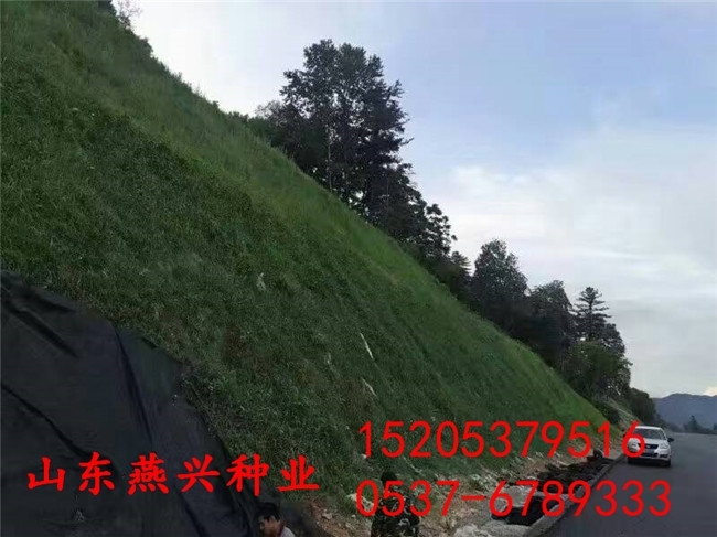 黑龍江養(yǎng)鵝種植什么牧草種子價格