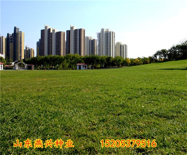 咨詢：沈陽市什么時候種植草坪效果好？