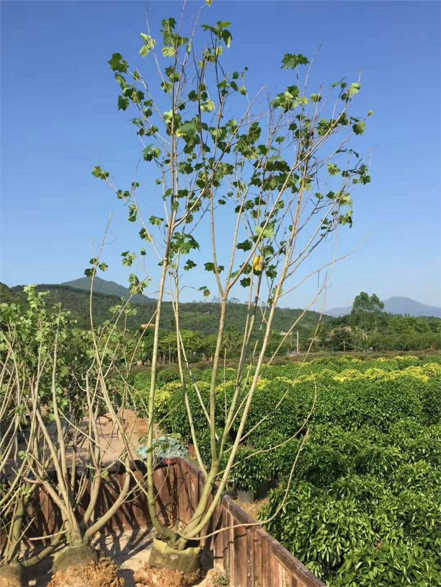 原變型落葉喬木木芙蓉 漳州產地直銷供應 價格實惠