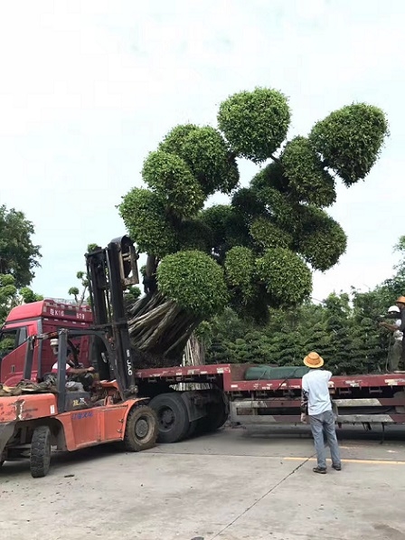 大型名貴盆栽盆景造型小葉榕 造型小葉榕價格