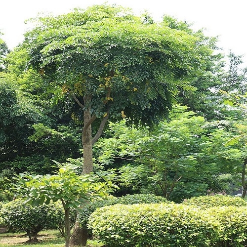 廠家直銷優(yōu)質(zhì)樹形端正枝葉繁茂幌傘楓