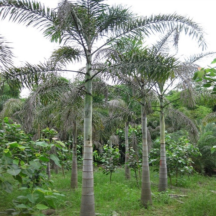 常年批發(fā)價(jià)供應(yīng)植株高大挺拔形態(tài)優(yōu)美狐尾椰子