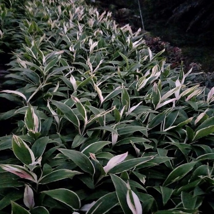 大型花木場基地低價大量供應夢幻朱焦袋苗葉色鮮艷優(yōu)良觀葉植物