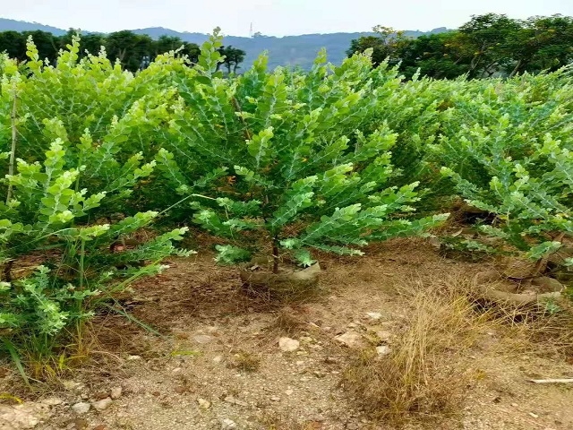 十一歡樂(lè)多苗木價(jià)更低基地直供銀葉金合歡袋苗