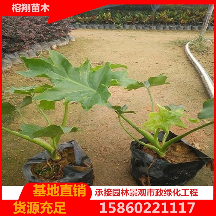 福建基地綠化苗木春羽多年生常綠草本觀葉植物