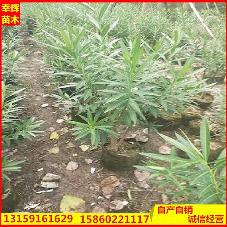 夾竹桃基地直供園林灌木花卉袋苗樹苗盆栽規(guī)格齊全