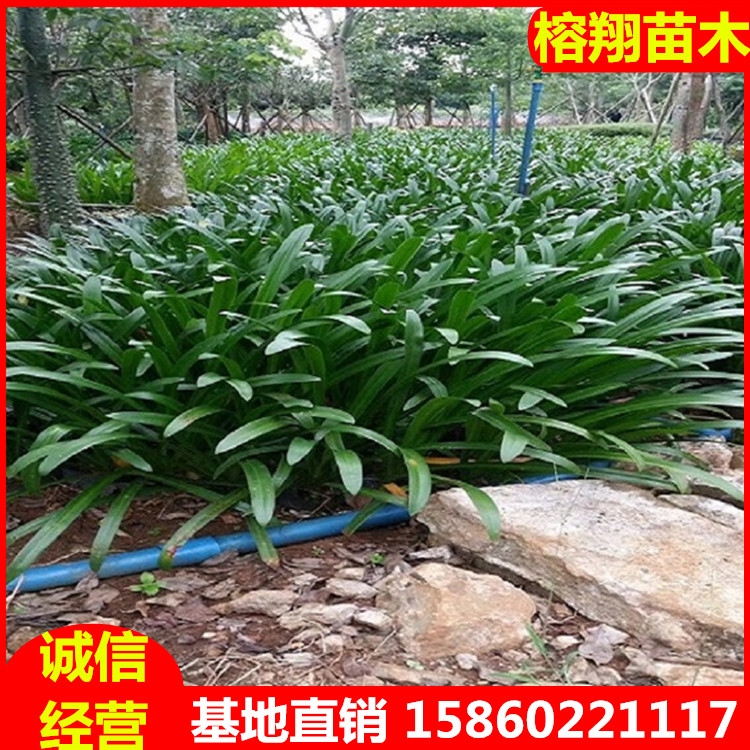 蜘蛛蘭袋苗盆栽花卉庭園綠化苗基地直供量小支持混批