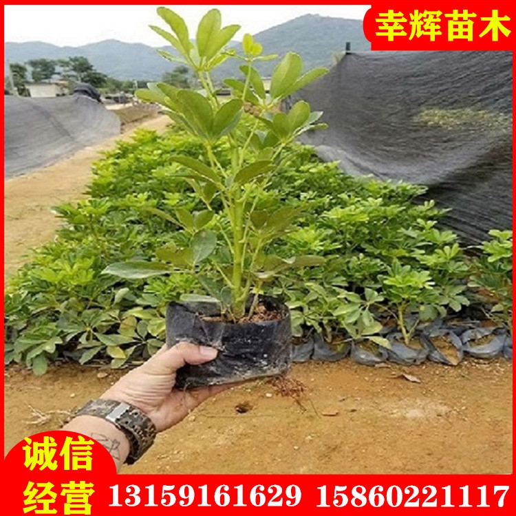 苗木基地直供鵝掌柴袋苗杯苗基地長年大量供應(yīng)現(xiàn)場起苗上車