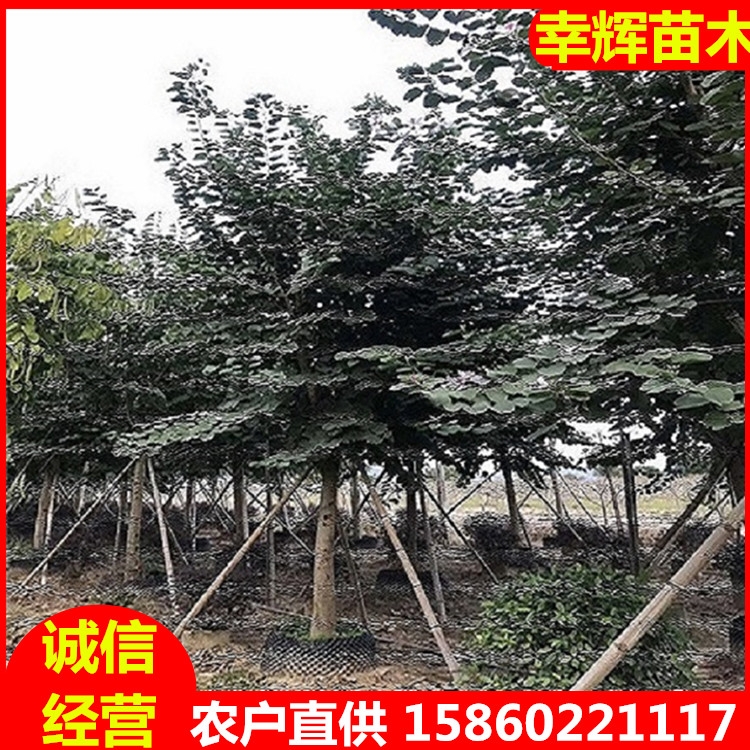 宮粉紫荊批發(fā)宮粉紫荊7-15米徑多種規(guī)格基地長(zhǎng)年供應(yīng)