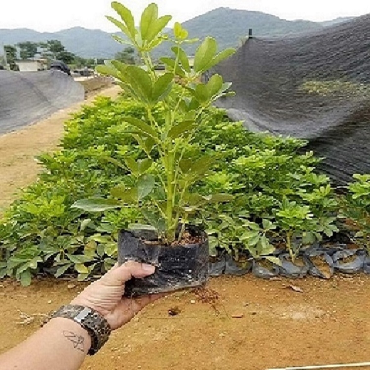 鴨腳木批發(fā)地栽苗盆栽苗袋苗鴨腳木規(guī)格齊全八方來財辦公綠化植物