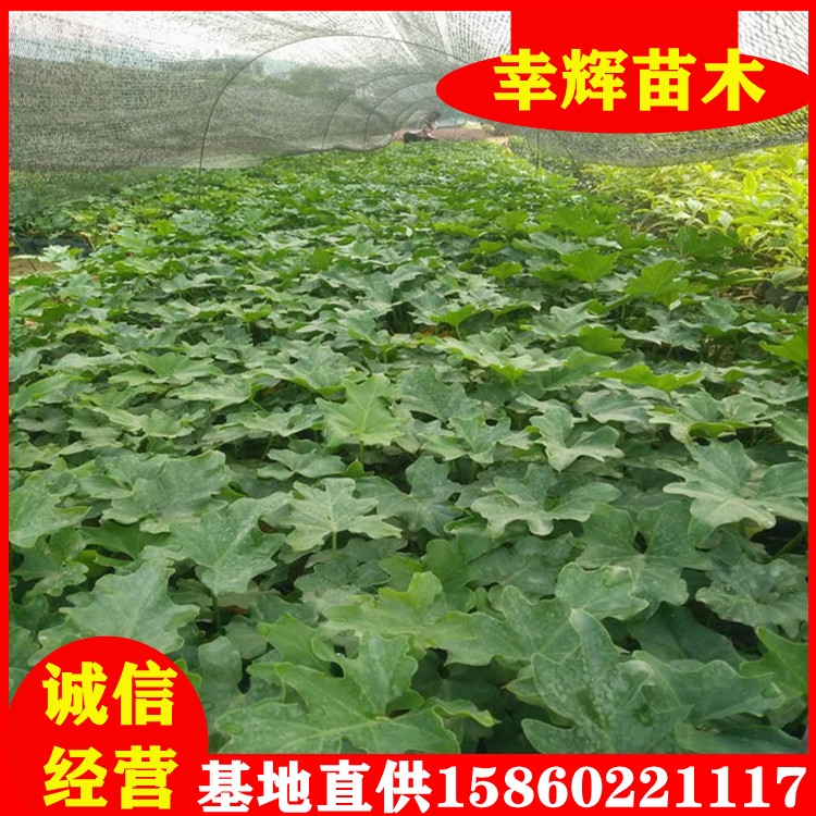 春羽小苗批發(fā)春羽易種植物15-30cm多年生常綠草本植物