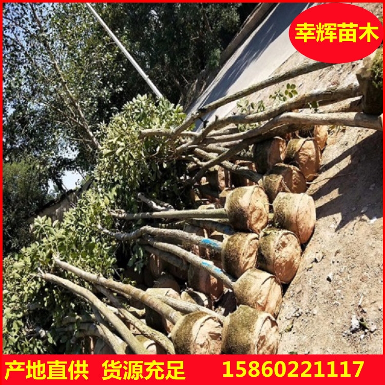 黃花風(fēng)鈴木漳州基地直供園林公園小區(qū)行道觀景樹