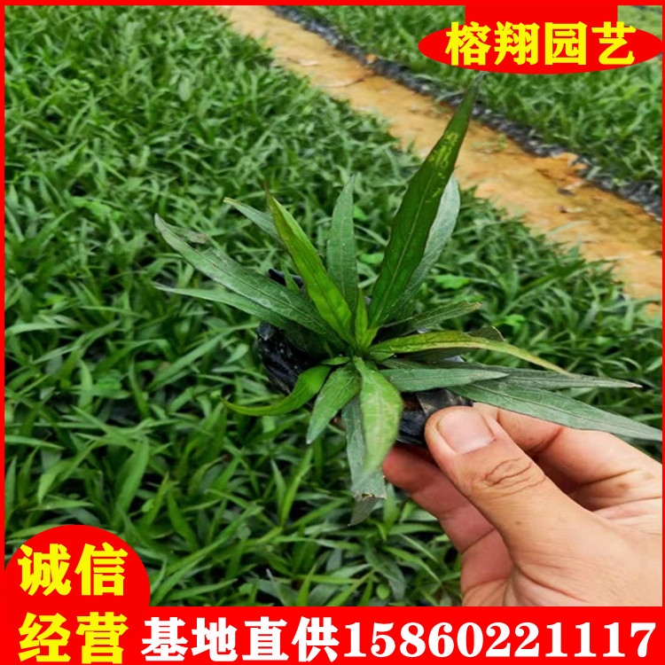 藍(lán)花莉小苗地被袋苗綠植批發(fā)庭院綠化植物四季常青綠化小苗