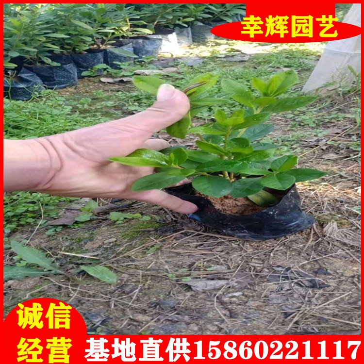 毛杜鵑基地批發(fā)觀花綠化工程苗品種齊全綠化苗木常綠灌木