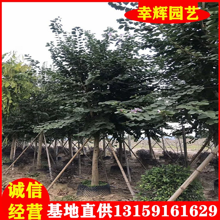 宮粉紫荊基地直供地苗移植苗均有100-1000