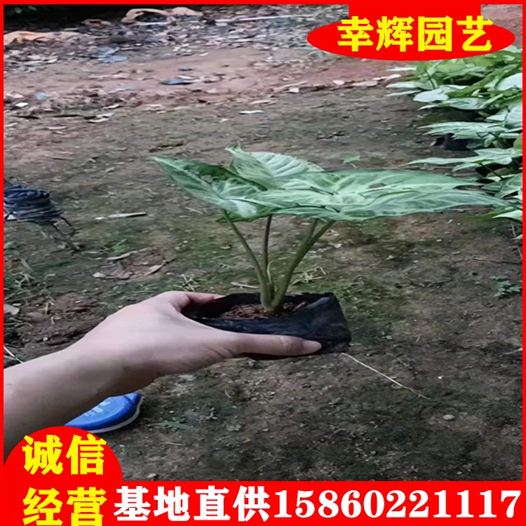 合果芋袋苗20-40大量現(xiàn)貨產(chǎn)地批發(fā)各種綠化工程苗價格實惠