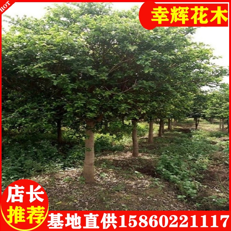 紅皮榕福建紅皮榕價格漳州基地批發(fā)12公分300起