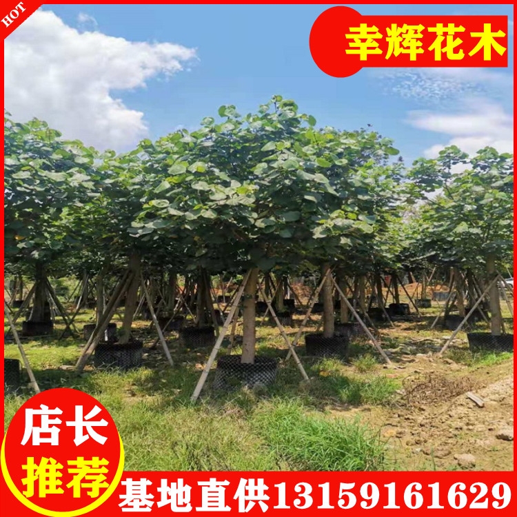 黃槿移植苗工程苗園林行道樹(shù)8-15公分移植苗400起