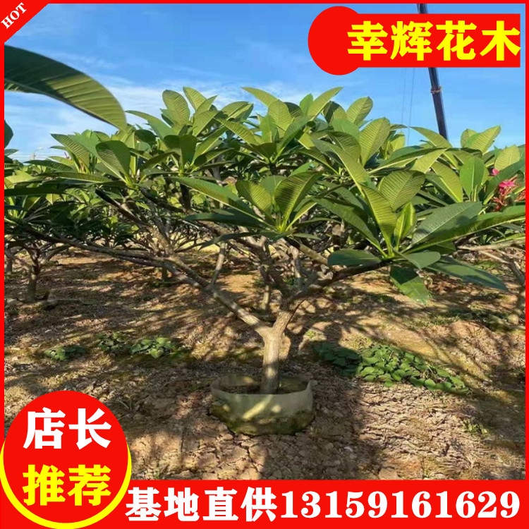 雞蛋花樹基地批發(fā)雞蛋花8-15公分地苗450起鐵紅色花