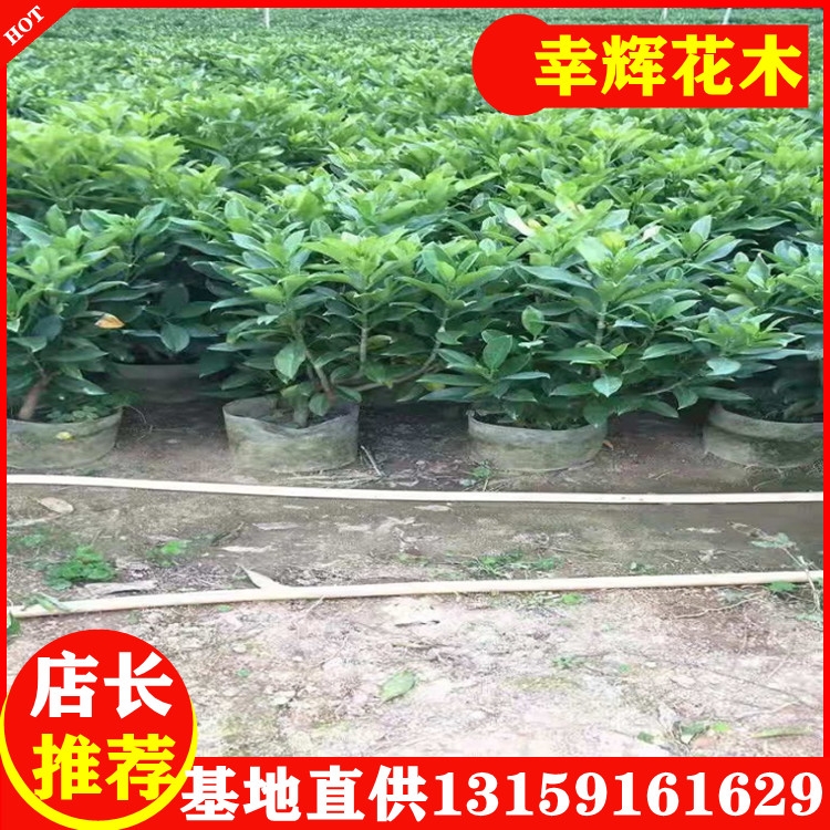 非洲茉莉廠家供應室內庭院小區(qū)綠植自然型盆苗20元