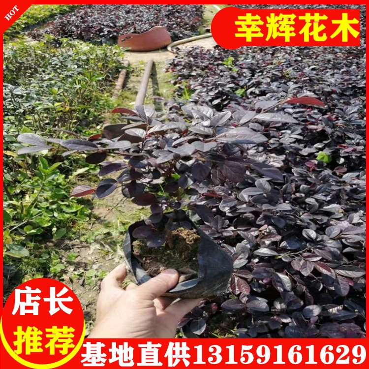 福建漳州基地直批紅花檵木紅花繼木中杯1.1元