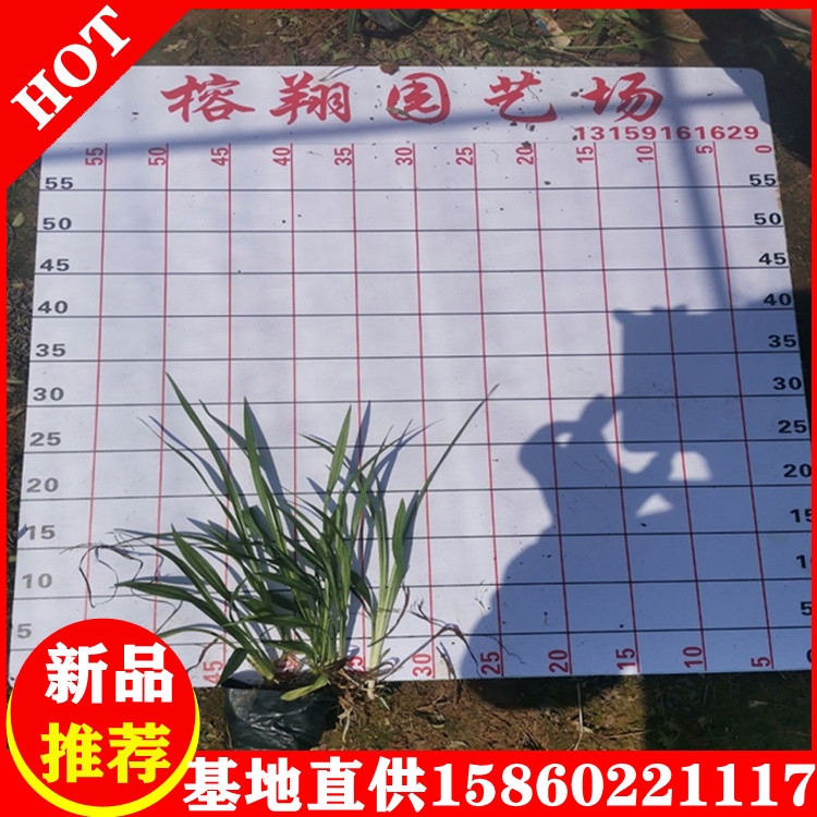 吉祥草地被綠化草本植物吉祥草品種規(guī)格齊全