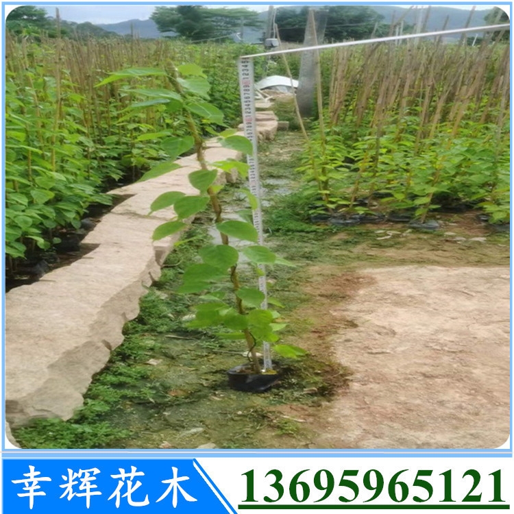 基地大量炮仗花植物苗供應(yīng)品種規(guī)格齊全炮仗花多種規(guī)格歡迎詢價(jià)3000起批