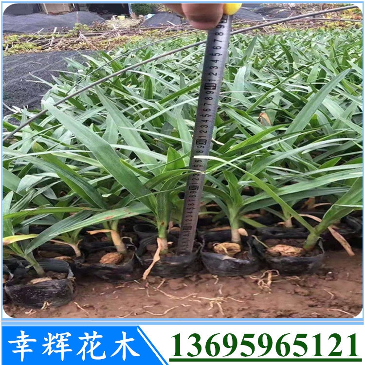 文殊蘭批發(fā)大量文殊蘭移植苗袋苗供應(yīng)價(jià)格隨量浮動(dòng)量大的來(lái)