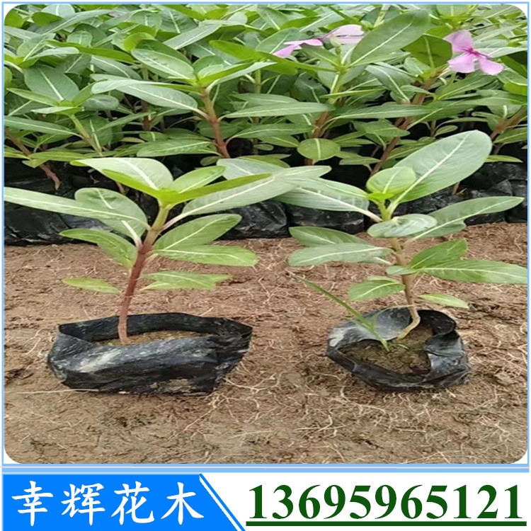 廠家直銷優(yōu)質(zhì)花卉藥用價(jià)值豐富長(zhǎng)春花量大從優(yōu)