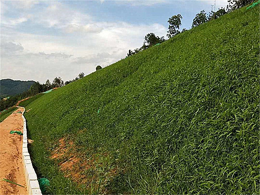 平地邊坡綠化常用綠化植物種子曲靖市專賣(mài)