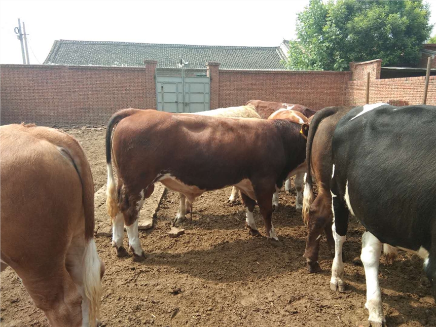 肉牛飼料核心料