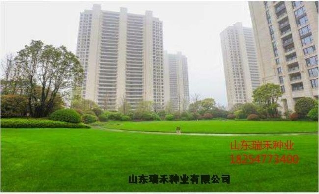 冬天播什么草籽綠化草種子市場