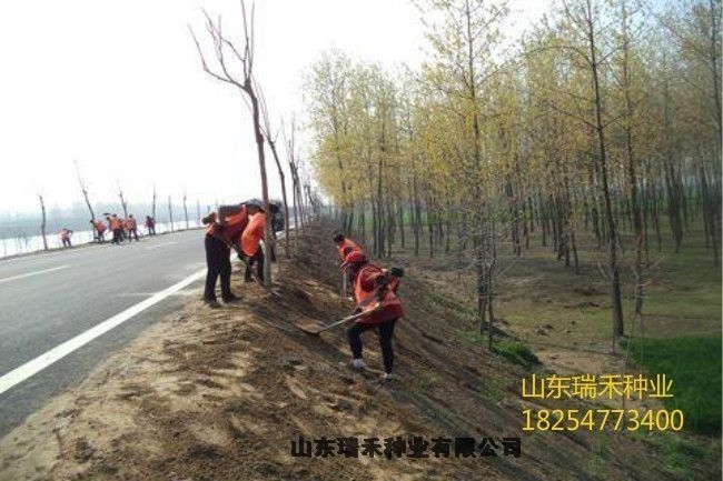 種植護坡草種子多少錢一畝地波斯菊