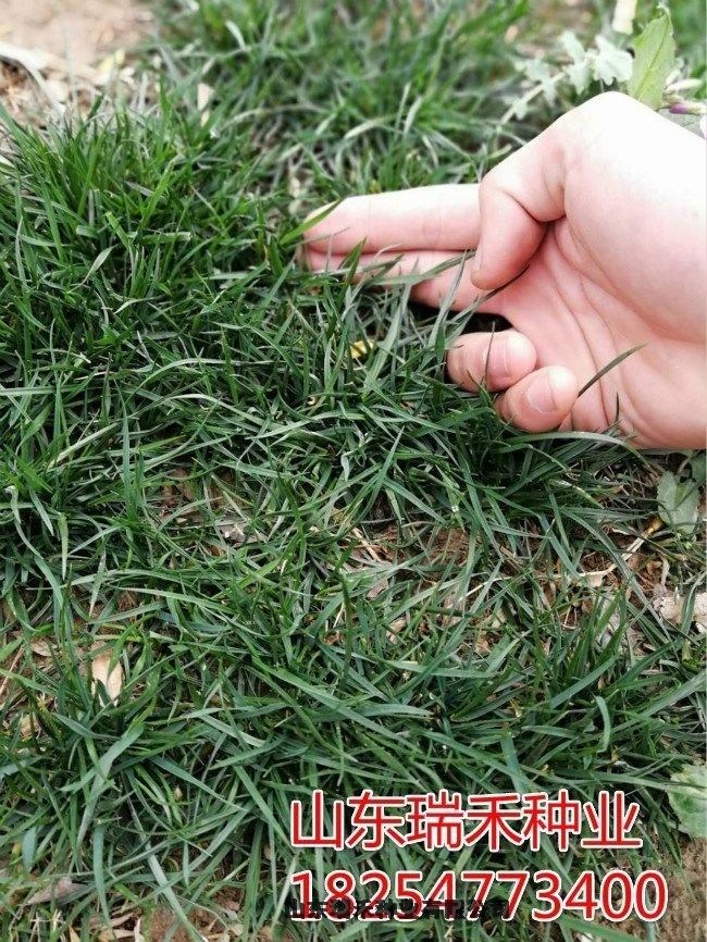 綠化植護(hù)坡草種子格批發(fā)沙打旺