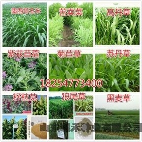 綠化常用花護(hù)坡草種子綠麥草