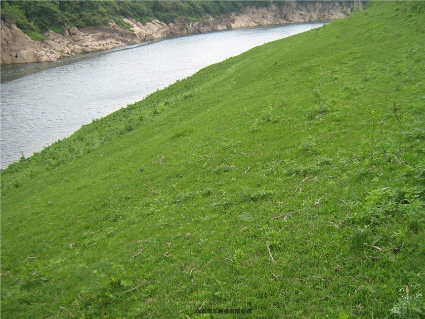 采區(qū)綠化護坡草種子綠麥草