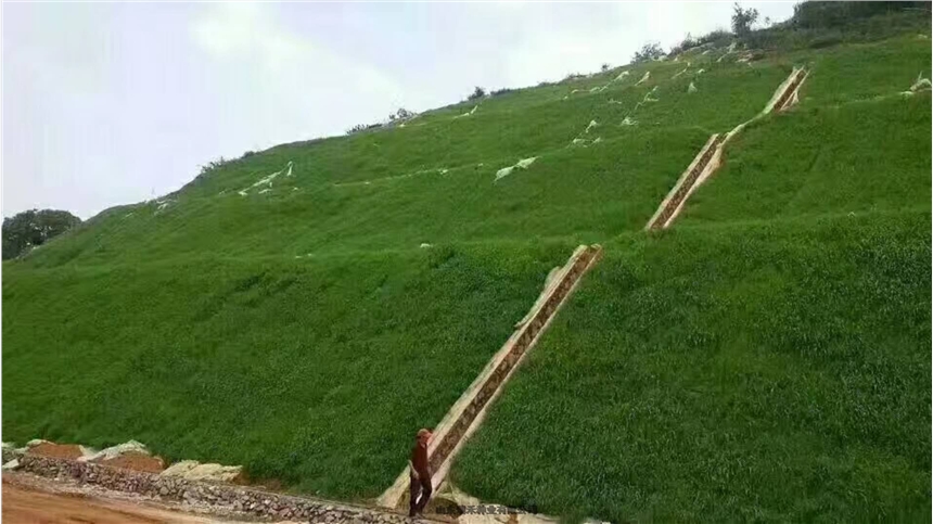 護(hù)坡草種子銷量好草種子的廠家綠麥草