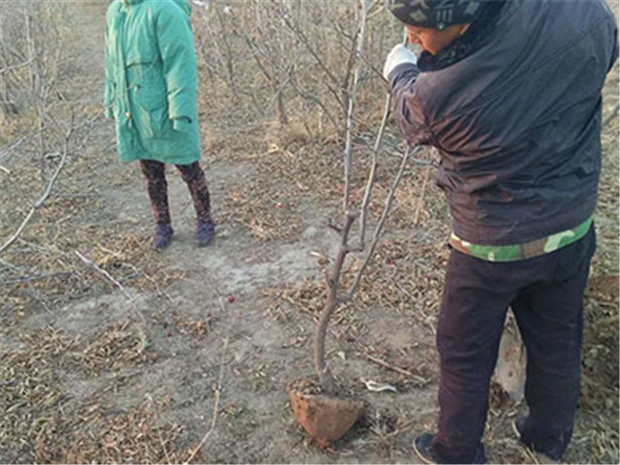 占地棗樹 小棗苗基地供應(yīng)包品種包成活