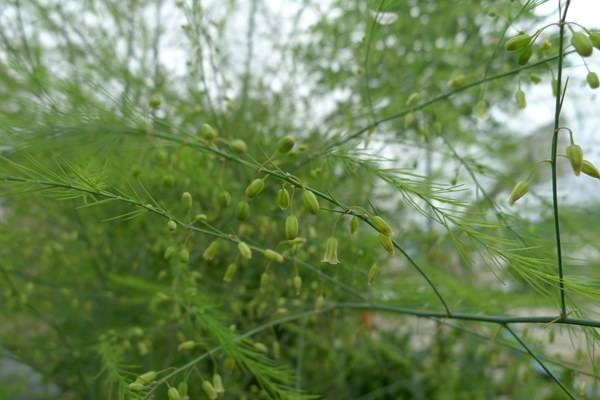 蘆筍種植基地 蘆筍苗批發(fā)價格