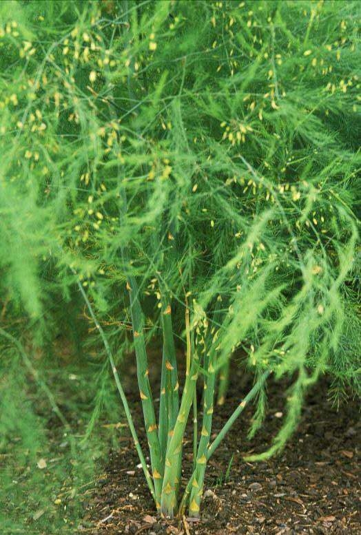 蘆筍品種 蘆筍產(chǎn)量 種植蘆筍市場前景