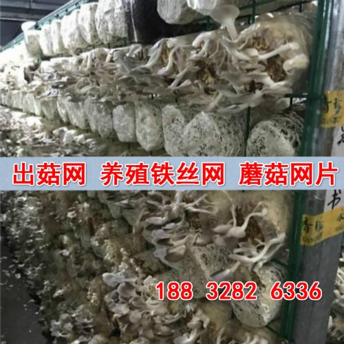 出菇網格平菇網格出菇 斜網格架出菇片 杏鮑菇出菇網格 菇架