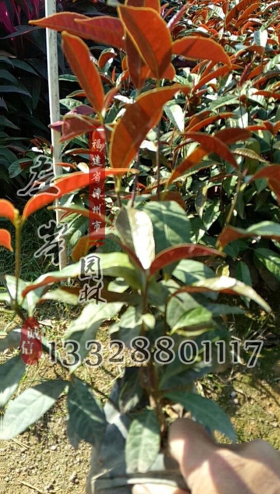 紅背桂價(jià)格實(shí)惠紅背桂購(gòu)買熱銷中