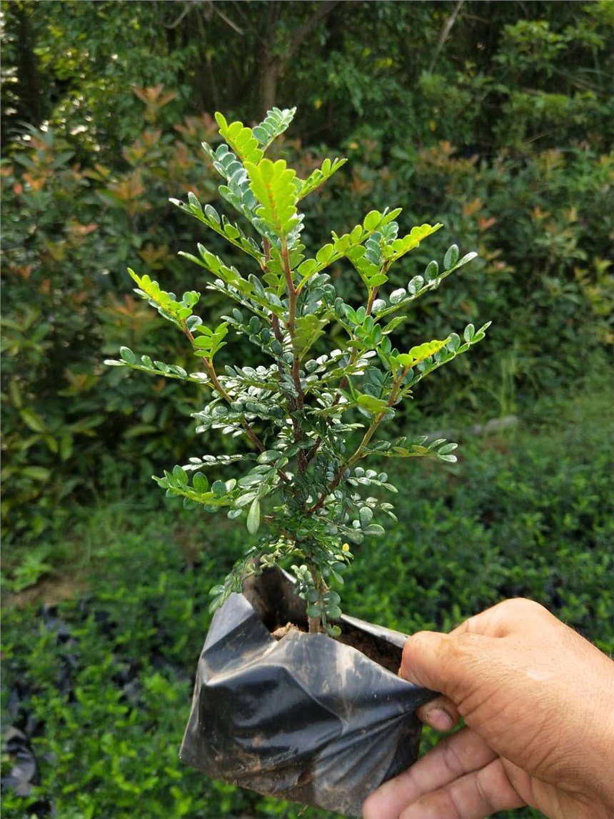 胡椒木報(bào)價(jià) 胡椒木供應(yīng)   漳州胡椒木種植基地