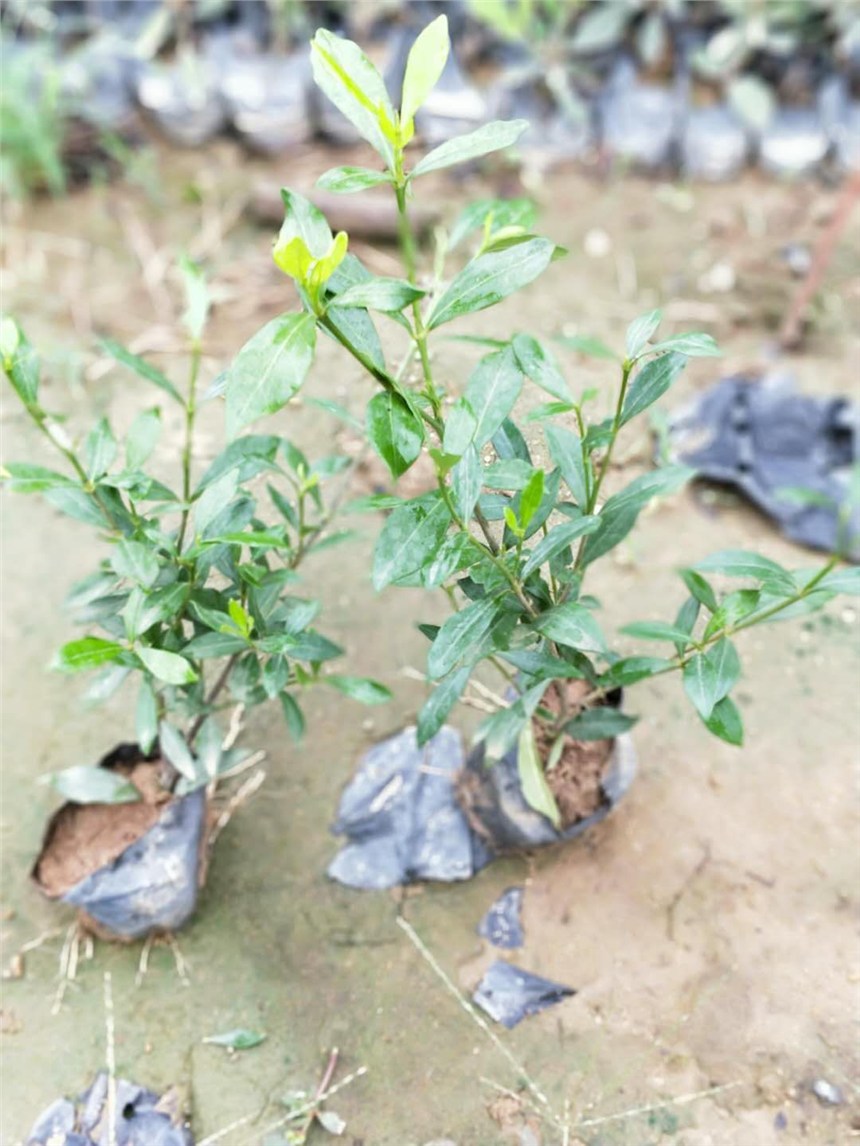 漳州生產(chǎn)地有價格實惠的小葉梔子花 優(yōu)質(zhì)供應(yīng)