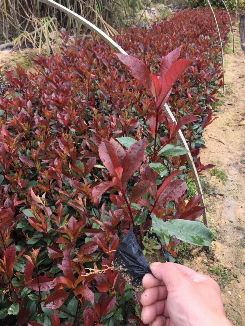 紅葉石楠的特點 漳州當?shù)啬睦镉辛闶奂t葉石楠