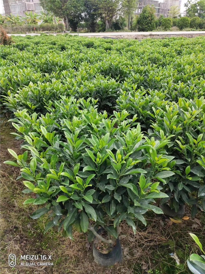 廈門(mén)的非洲茉莉自產(chǎn)自銷，質(zhì)量高