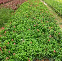 大花蘆莉會開花嗎，在什么時候開花